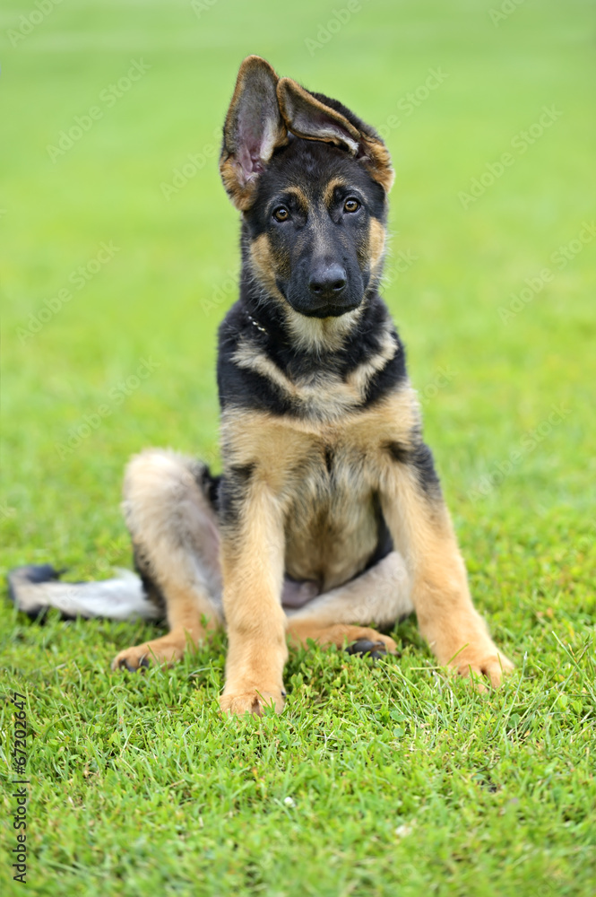 German Shepherd