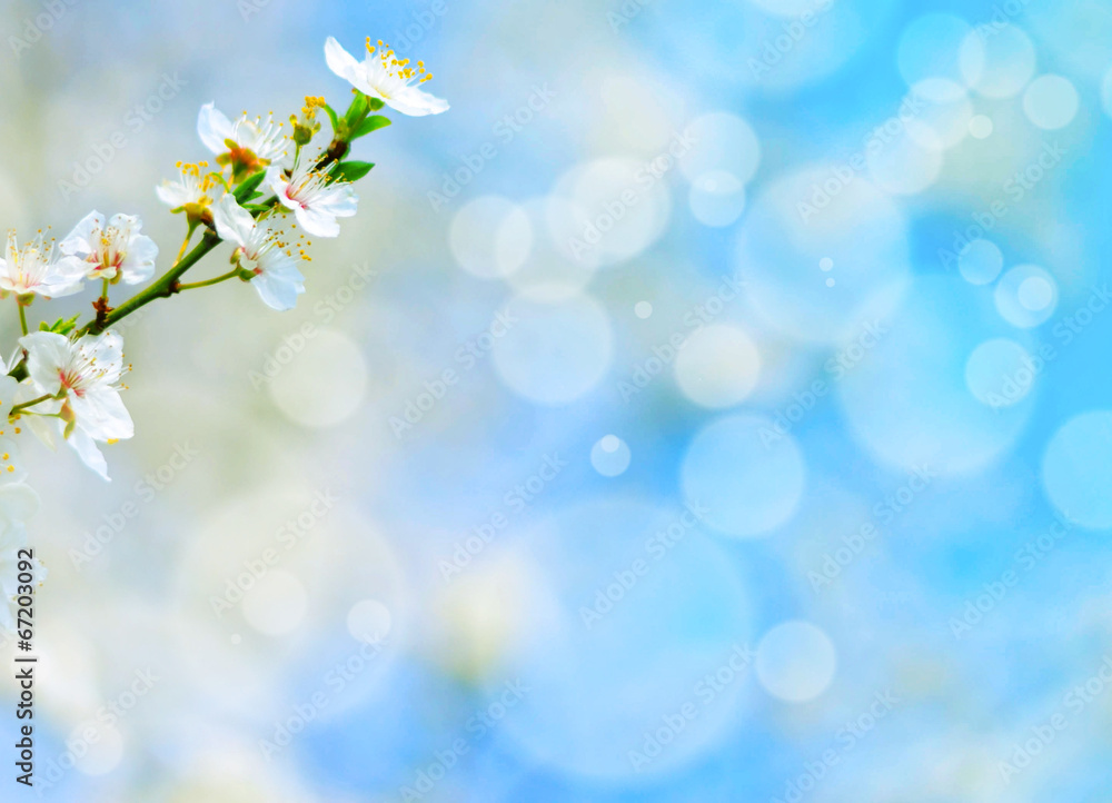 Spring flowers against blue bokeh background