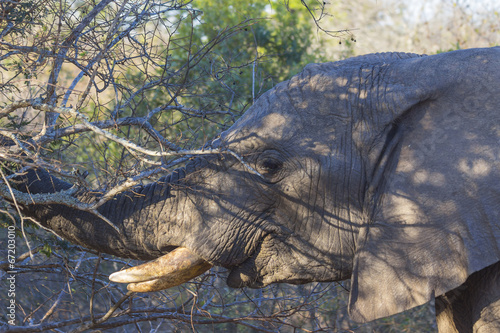 Elephant eating in the bush © bradleyvdw