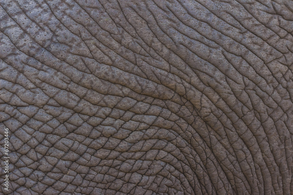 Detailed elephant skin texture Detailed elephant skin texture