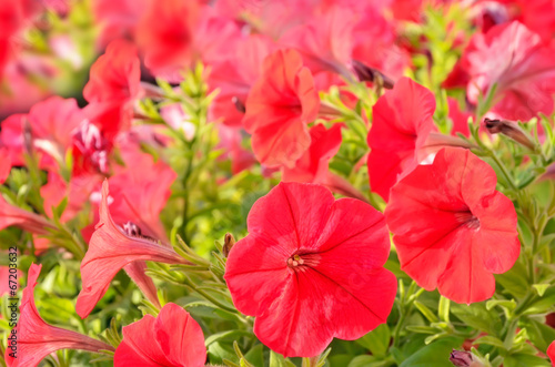 Red petunia flowers