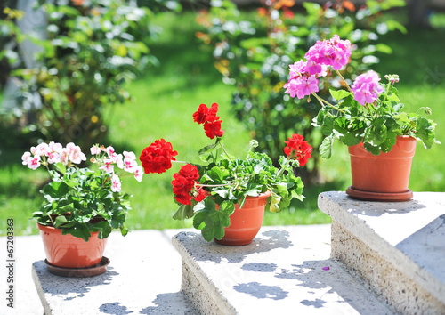 Outdoor flowerpot. Pink and red flowers in pots on outside steps