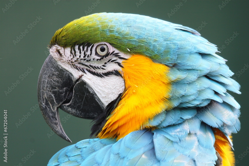 pappagallo uccello specie esotica Stock Photo | Adobe Stock