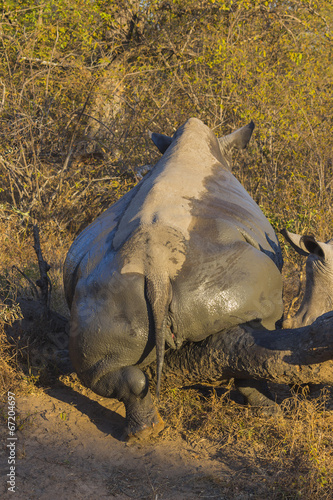 White rhino scratching ticks off after mud bath