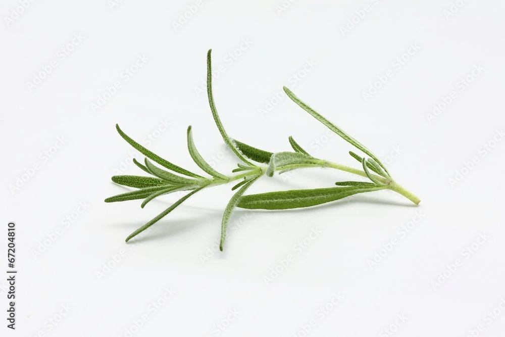 rosemary rosemary