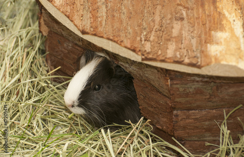 Guinea pig