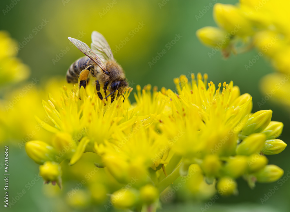Bee on yellow flower - obrazy, fototapety, plakaty 