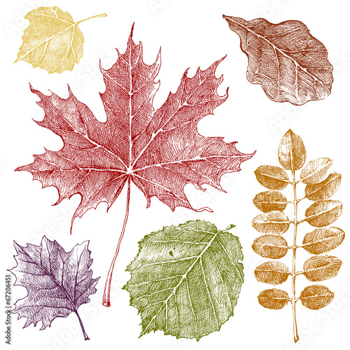 autumn leaves