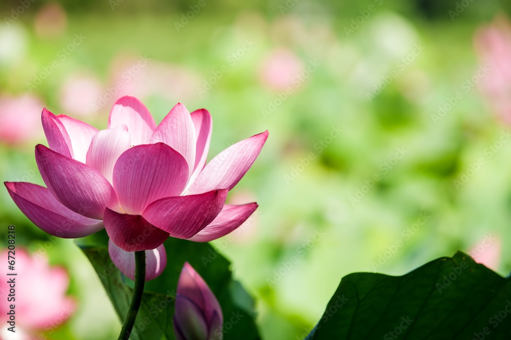 Beautiful pink waterlily or lotus flower in pond