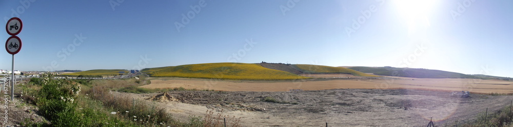 Motorway Bordered by Sunflowers