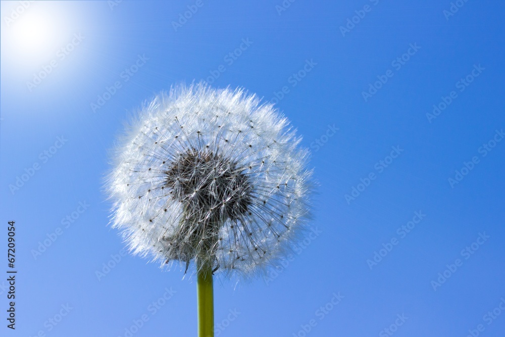 Pusteblume Pusteblume