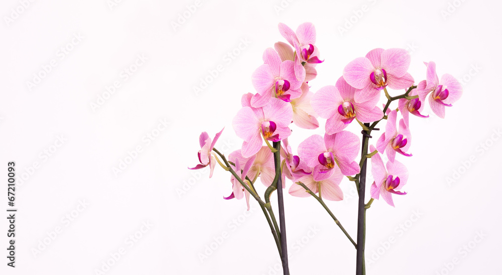 Purple orchid with white background