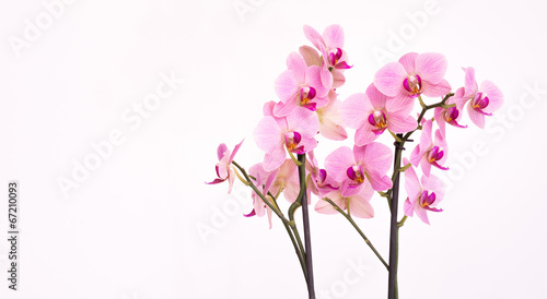 Fototapeta Naklejka Na Ścianę i Meble -  Purple orchid with white background