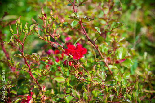 red rose bush