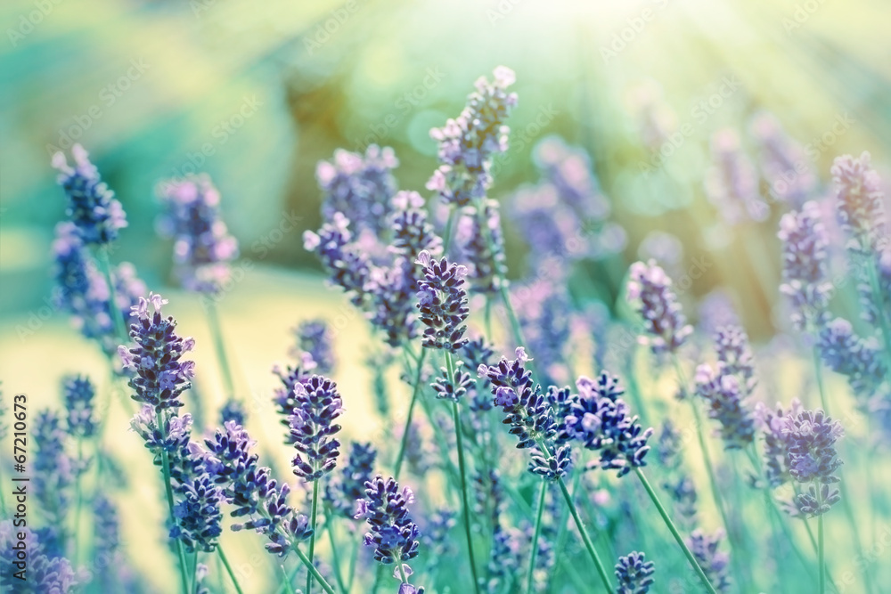 Fototapeta premium Lavender illuminated by sunlight