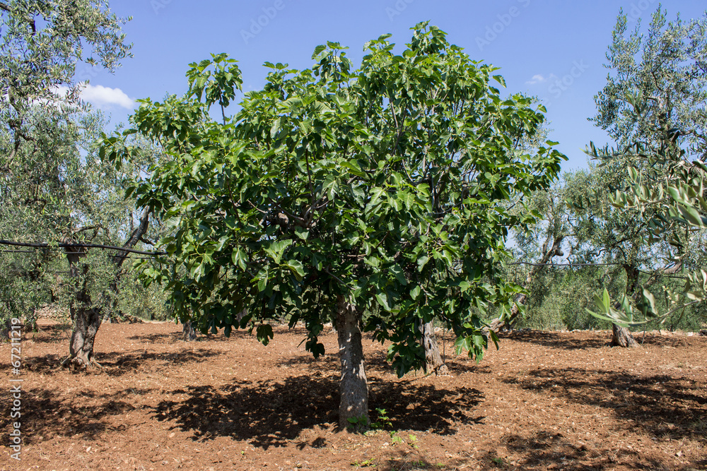 Fig tree