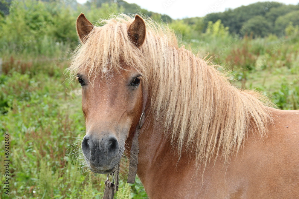 Ponystute (Haflinger-Shetland-Mischung)