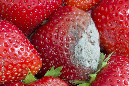 Schimmelbildung auf Erdbeere photo