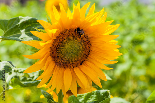 Sonnenblume