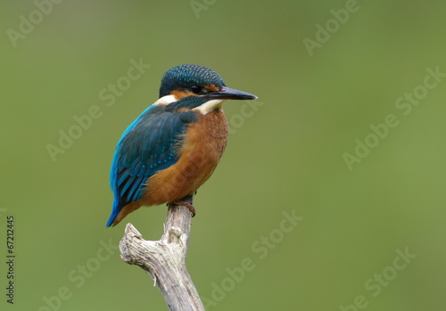 Kingfisher on a branch 8 © Rmj
