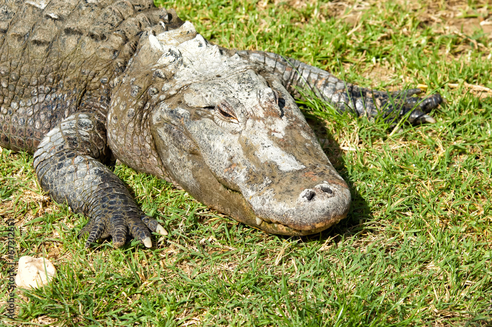 Obraz premium Krokodil