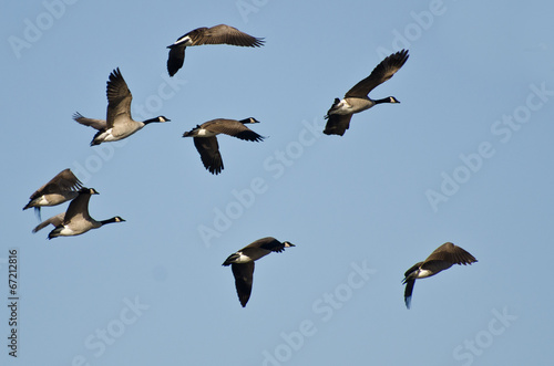 Large Flock of Geese Flying in Blue Sky