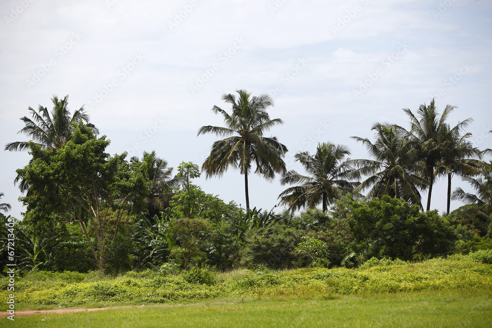 Beautiful palm trees