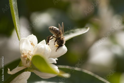 Bee pollinating on a White Flower