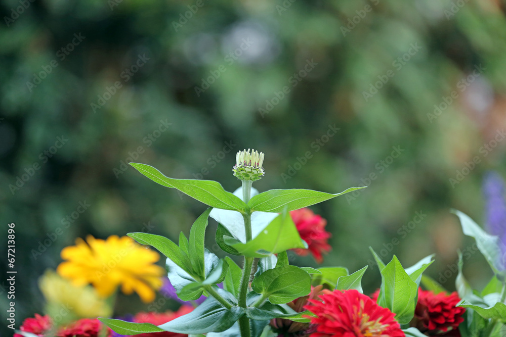 Obraz premium Blume Makro