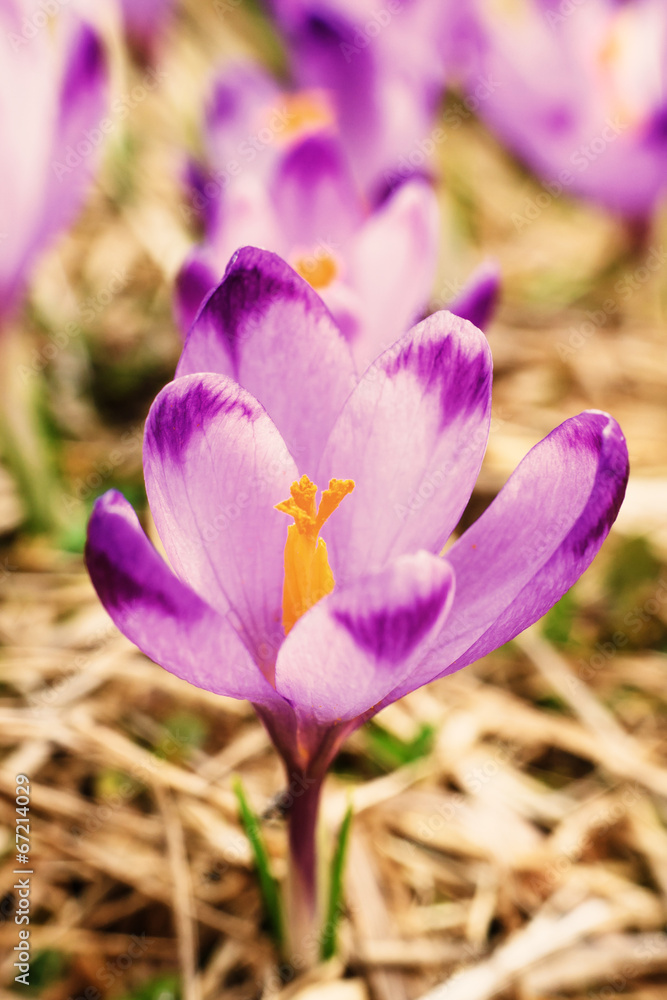 Fototapeta premium vintage blooming violet crocuses, spring flower