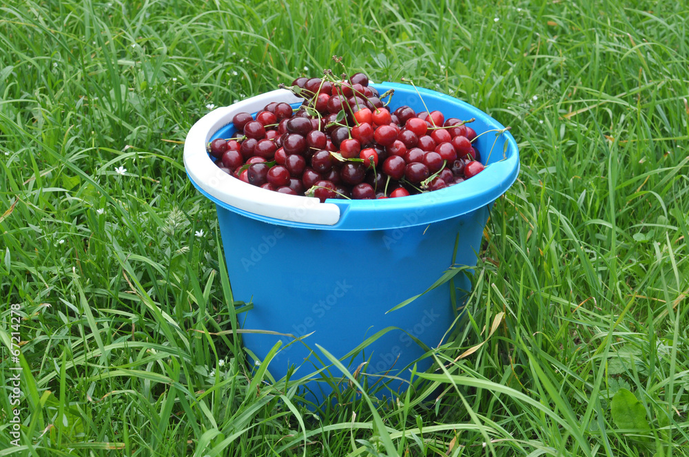 Blue bucket with cherry Blue bucket with cherry