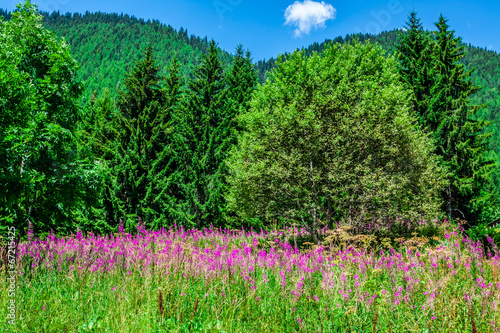 Wild orchids in an Alpine meadow. Melchsee-Frutt, Switzerland