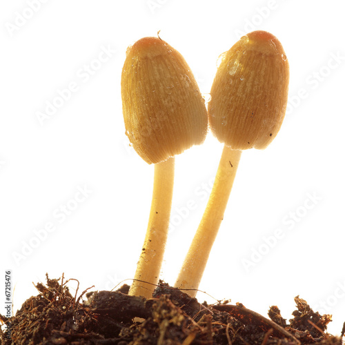 Yellow mushrooms isolated on a white background
