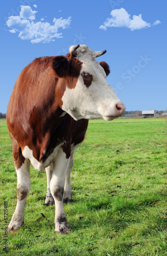 cow on meadow © Krzysztof Gorski
