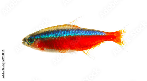 Red Neon tetra isolated white