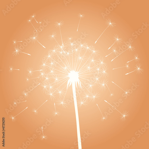 vector dandelion illustration