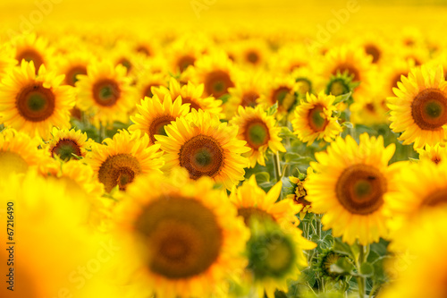 Fototapeta Naklejka Na Ścianę i Meble -  Sunflower field, backlit.