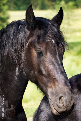 Horse - Black Friesian stallion portrait
