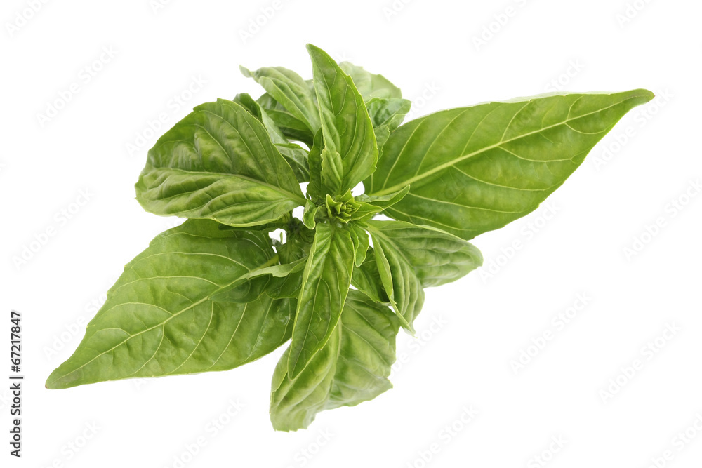 fresh basil on white background fresh basil on white background