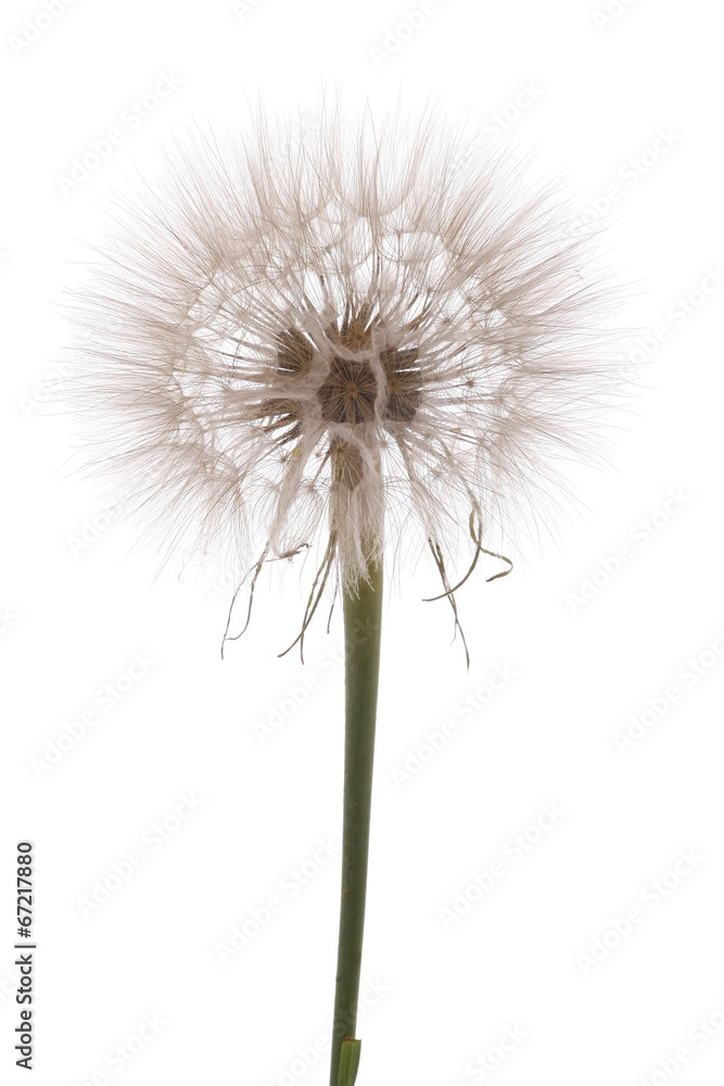 Dandelion on white background