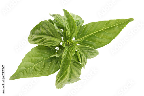 Fényképezés fresh basil  on white background