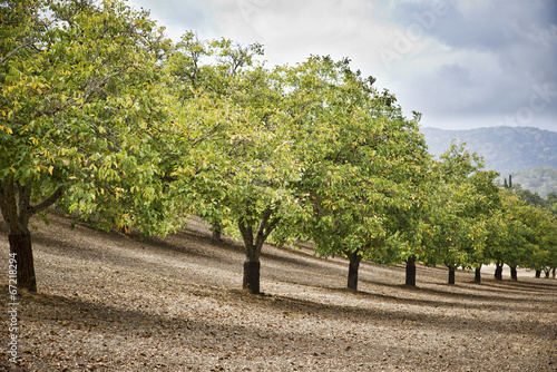 Walnut orchard photo