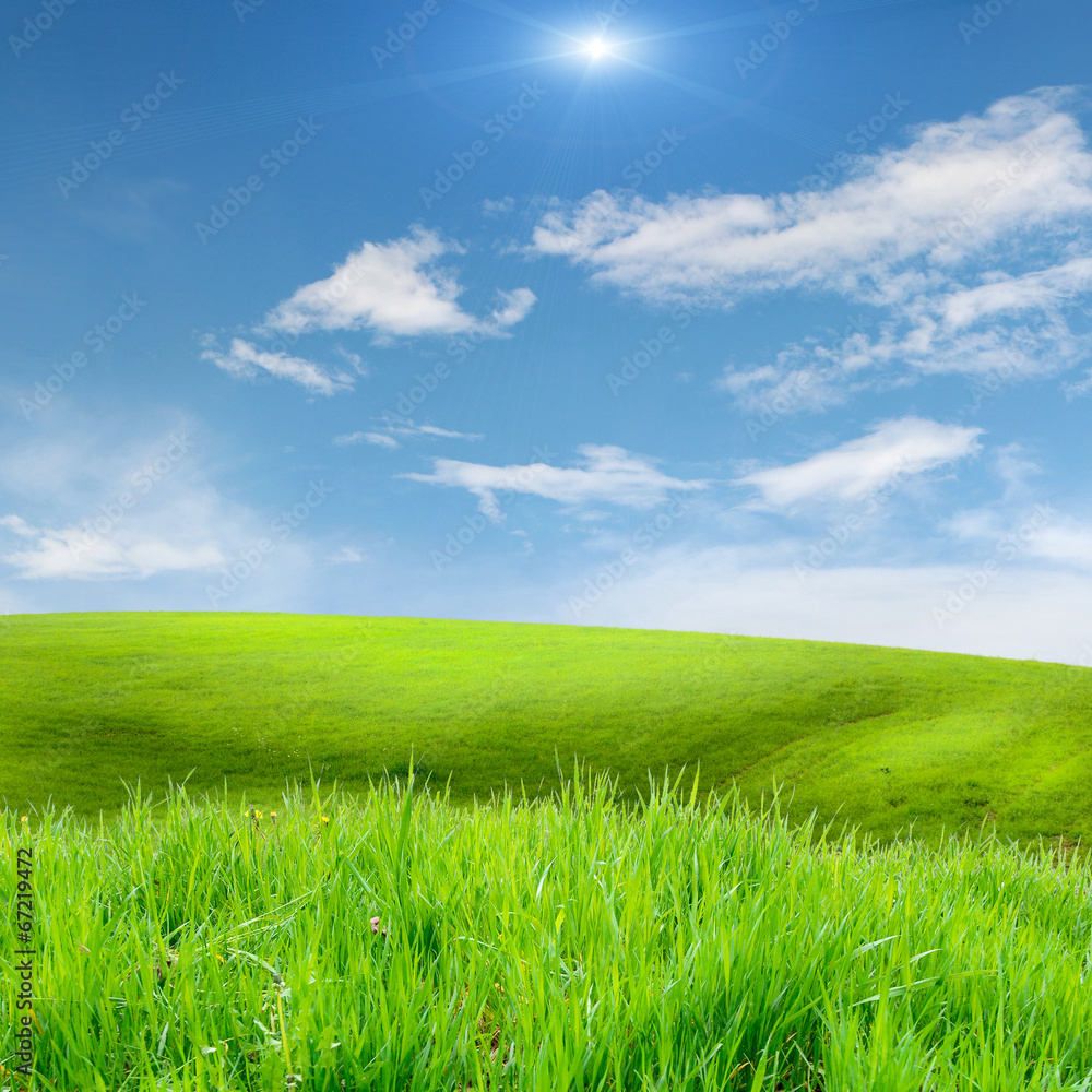 green grass on the field with sky green grass on the field with sky