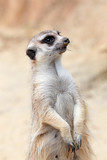 A meerkat looking around