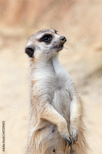 A meerkat looking around © mattiaath