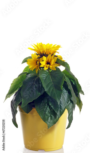 pianta di girasole in vaso photo