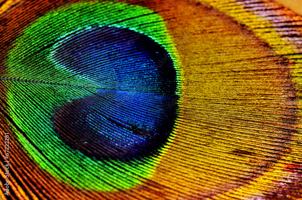 Fototapeta premium Peacock leaf detail