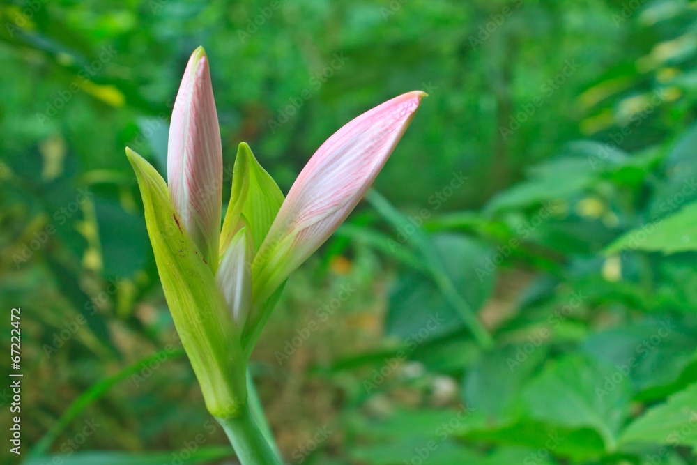 Bud of Hippeastrum flower Bud of Hippeastrum flower