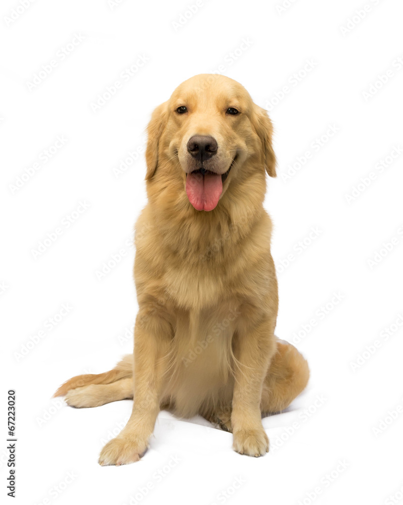 Female Golden Retriever Female Golden Retriever