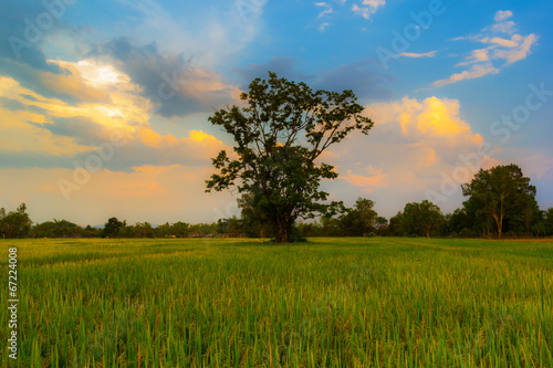 Lonely tree